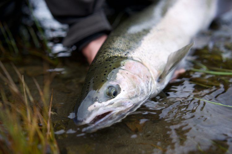 Fly Fishing Kodiak Island Guided Trips Dave Duncan and Sons, Ltd.